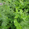 Sideral augu maisījums Dotnuva GREEN BIO MASS, 25kg - Image 2