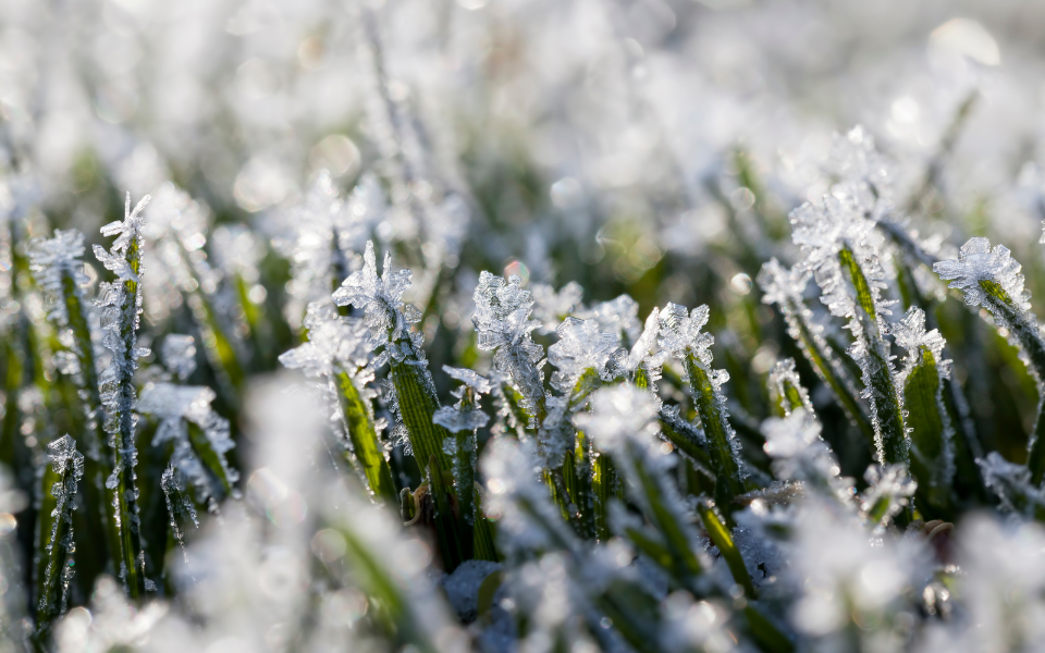 Ideāls zāliens sākas ŠEIT