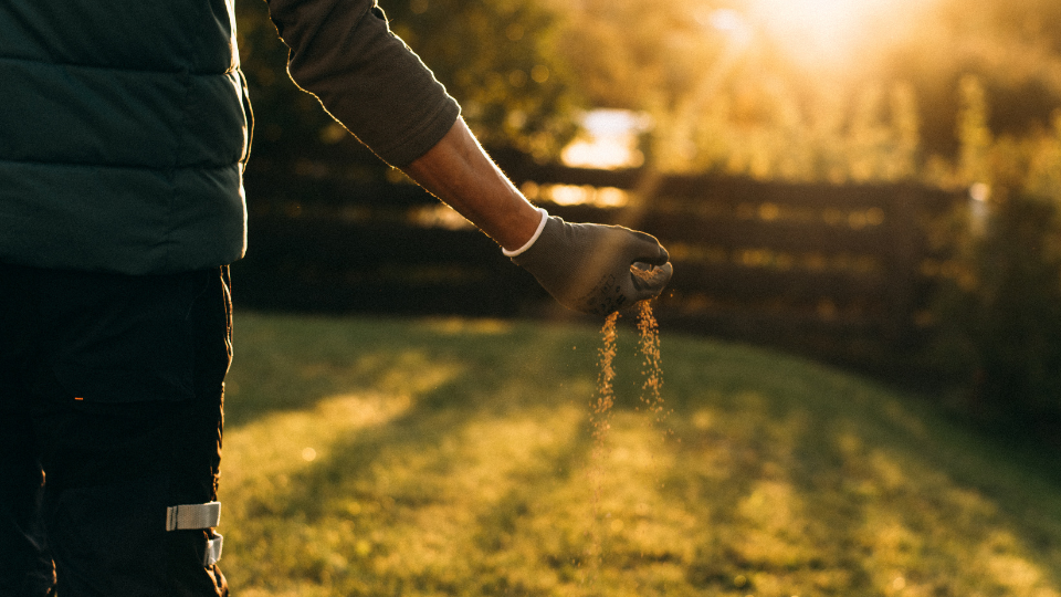 Ideāls zāliens sākas ŠEIT
