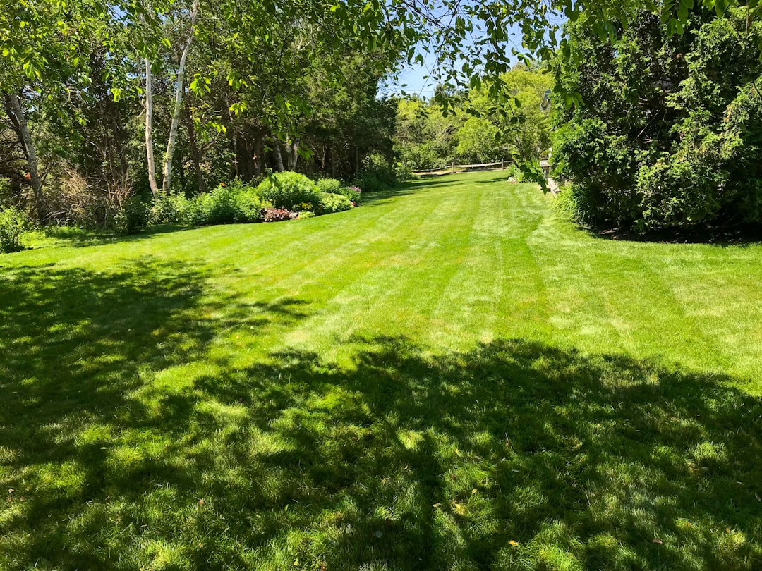 A freshly mown lawn in a sunny park.