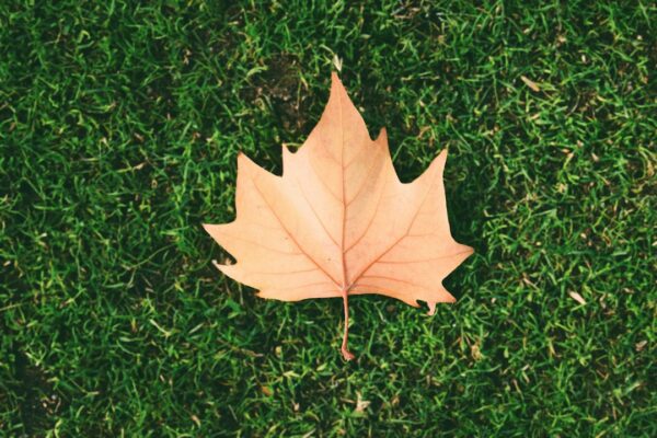 a single leaf laying on top of a lush green field