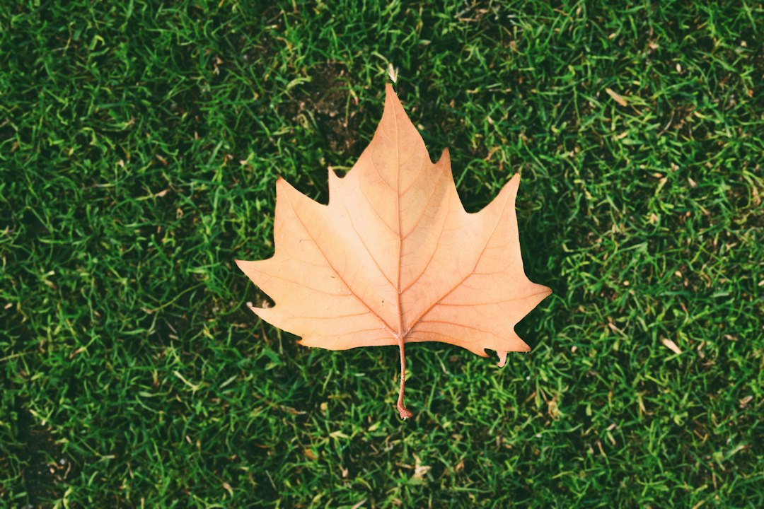 a single leaf laying on top of a lush green field